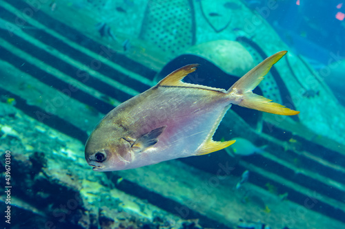 Trachinotus blochii or snubnose pompano in Atlantis, Sanya, Hainan, China.. Pompanos are marine fishes in the genus Trachinotus in the family Carangidae (better known as "jacks"). © Evgeniy