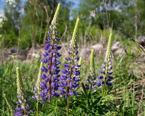 lupinus  lupin or bluebonnet  flowers