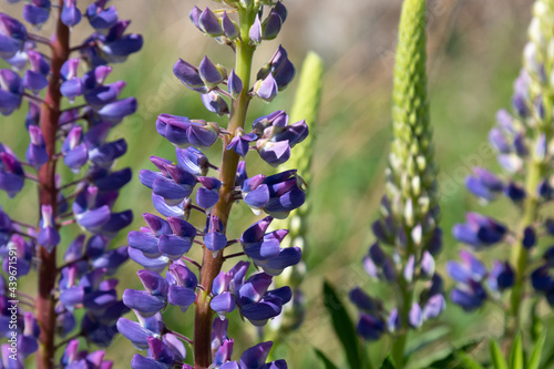 closeup of lupinus (lupin or bluebonnet) flowers