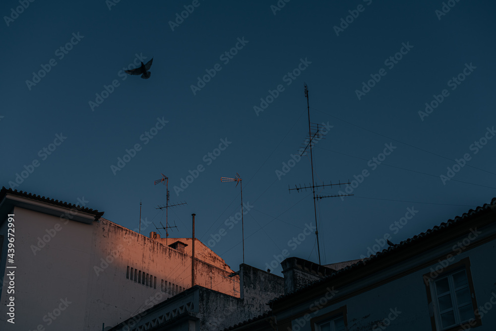 Flying bird and last rays of sun on the buildings Flying bird and last rays of sun on the buildings