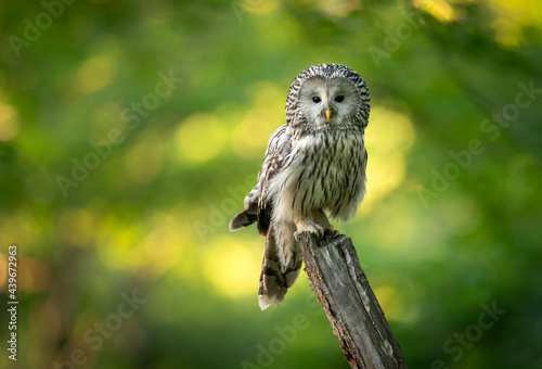 Ural owl ( Strix uralensis ) close up photo