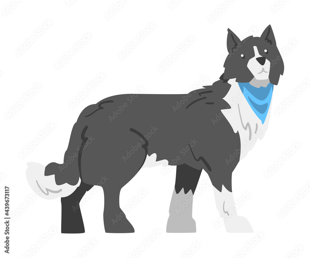 Fototapeta premium Side View of Border Collie Dog, Smart Shepherd Pet Animal with Black White Coat Cartoon Vector Illustration