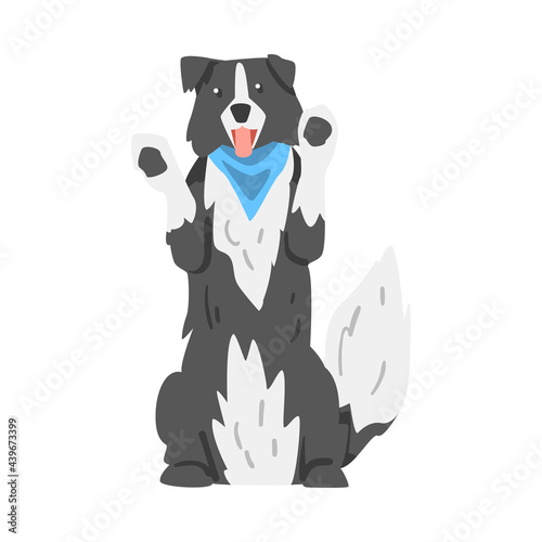 Border Collie Dog Standing on its Hind Legs, Smart Shepherd Pet Animal with Black White Coat Cartoon Vector Illustration