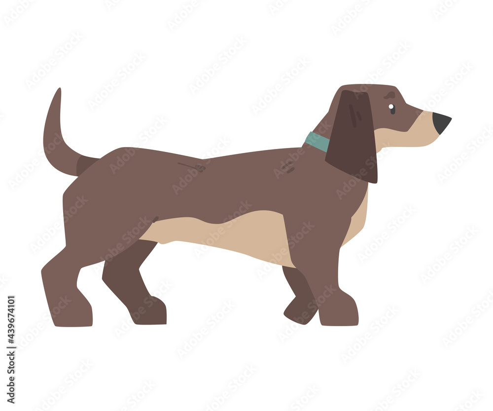 Side View of Dachshund Dog, Cute Pet Animal with Brown Coat Cartoon Vector Illustration