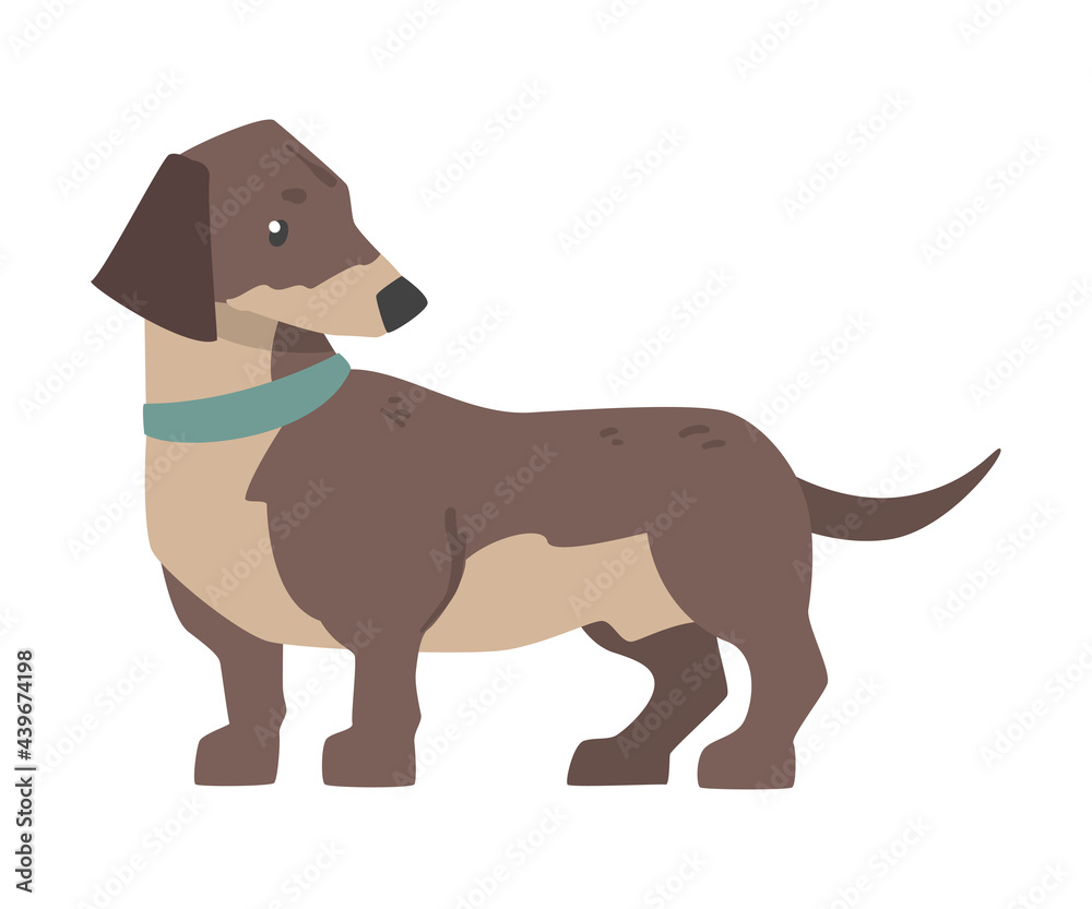 Dachshund Dog, Cute Pet Animal with Brown Coat Cartoon Vector Illustration