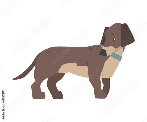 Dachshund Dog with Blue Collar  Cute Pet Animal with Brown Coat Cartoon Vector Illustration