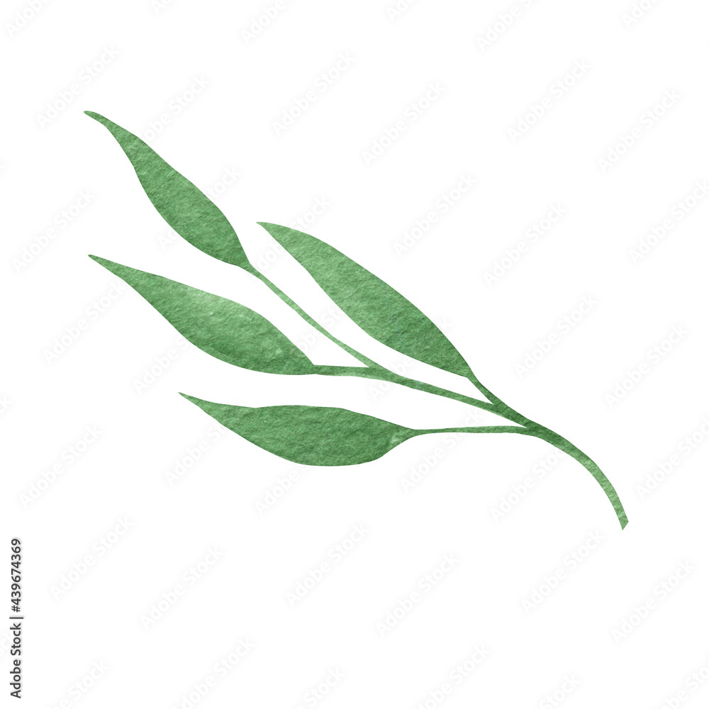 Cute hand drawn green branch of leaves. Watercolor illustration leaves for wedding decoration and arrangements.