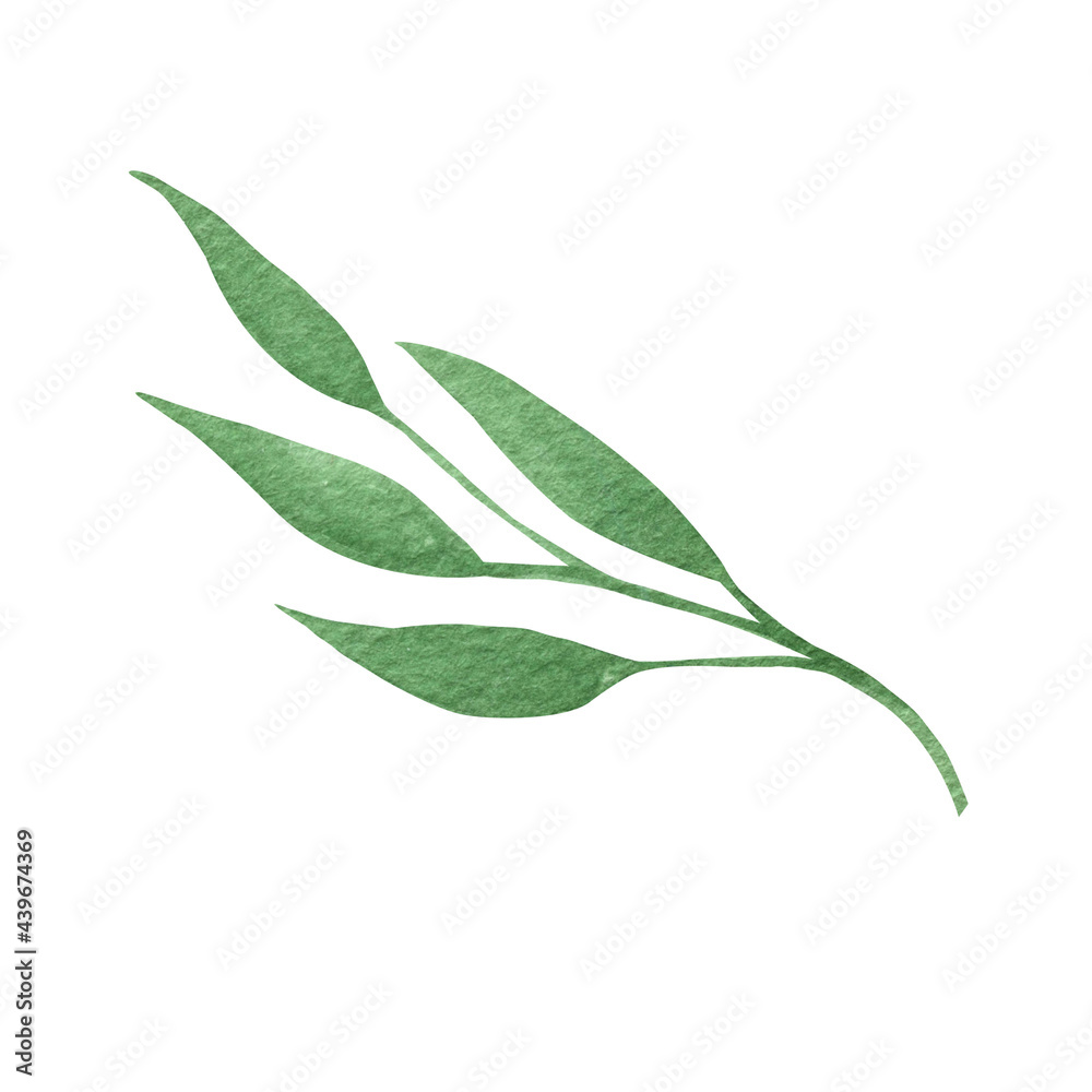 Obraz premium Cute hand drawn green branch of leaves. Watercolor illustration leaves for wedding decoration and arrangements.