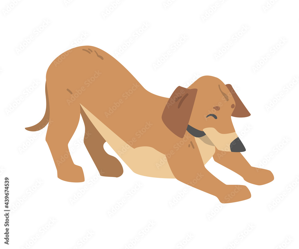 Playful Dachshund Dog, Cute Pet Animal with Light Brown Coat Cartoon Vector Illustration