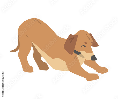 Playful Dachshund Dog  Cute Pet Animal with Light Brown Coat Cartoon Vector Illustration