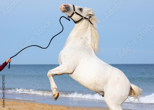 Rearing white stallion photo