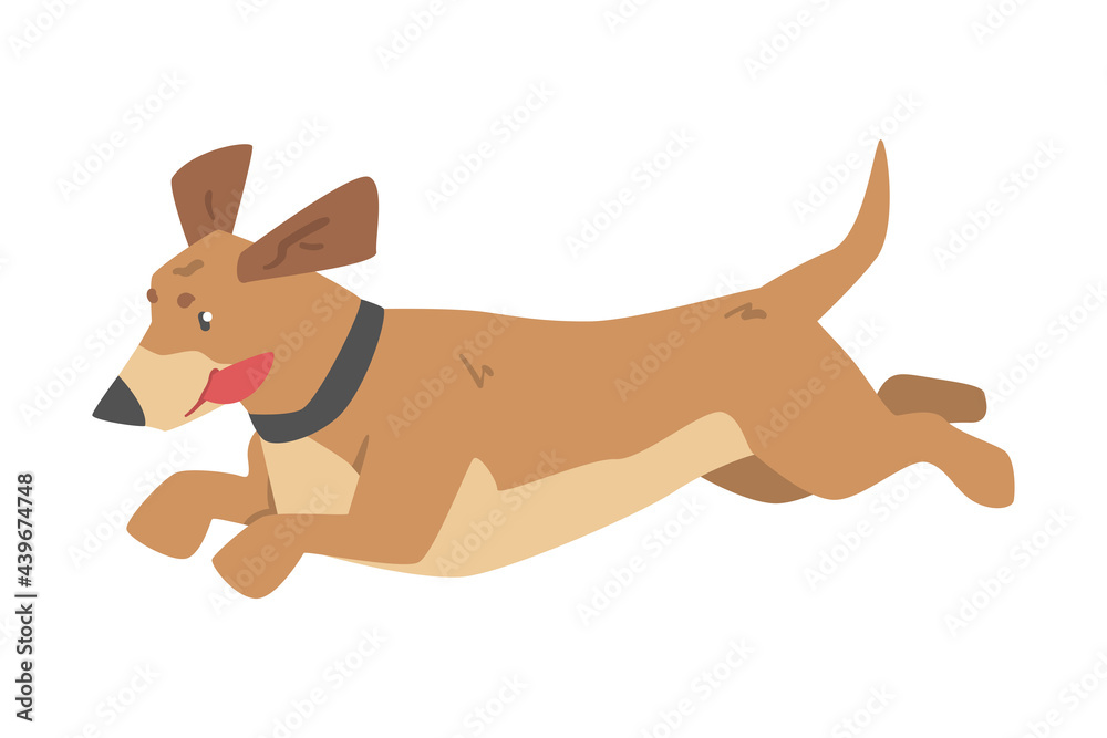 Cute Running Dachshund Dog Pet Animal with Light Brown Coat Cartoon Vector Illustration