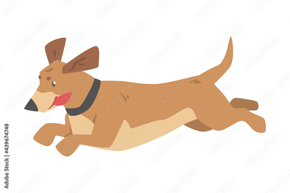 Cute Running Dachshund Dog Pet Animal with Light Brown Coat Cartoon Vector Illustration Cute Running Dachshund Dog Pet Animal with Light Brown Coat Cartoon Vector Illustration
