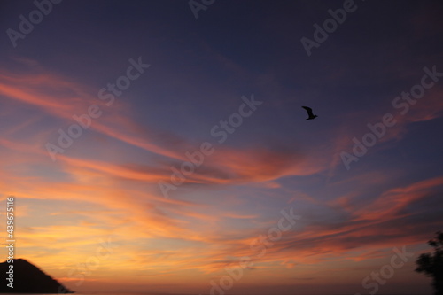 Foto tramonto con uccello