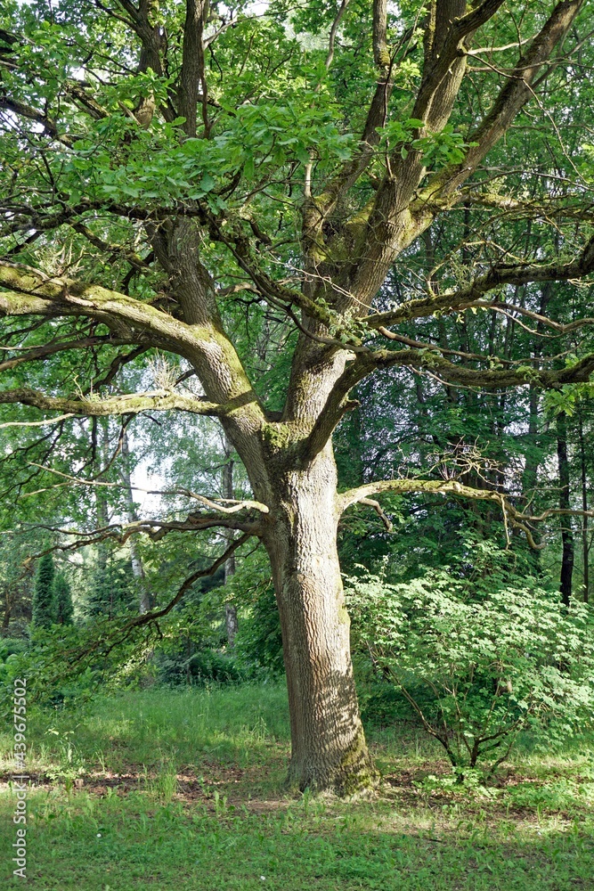 Oak tree in the park in summer. A beautiful mighty tree. In the rays of the evening sun Oak tree in the park in summer. A beautiful mighty tree. In the rays of the evening sun
