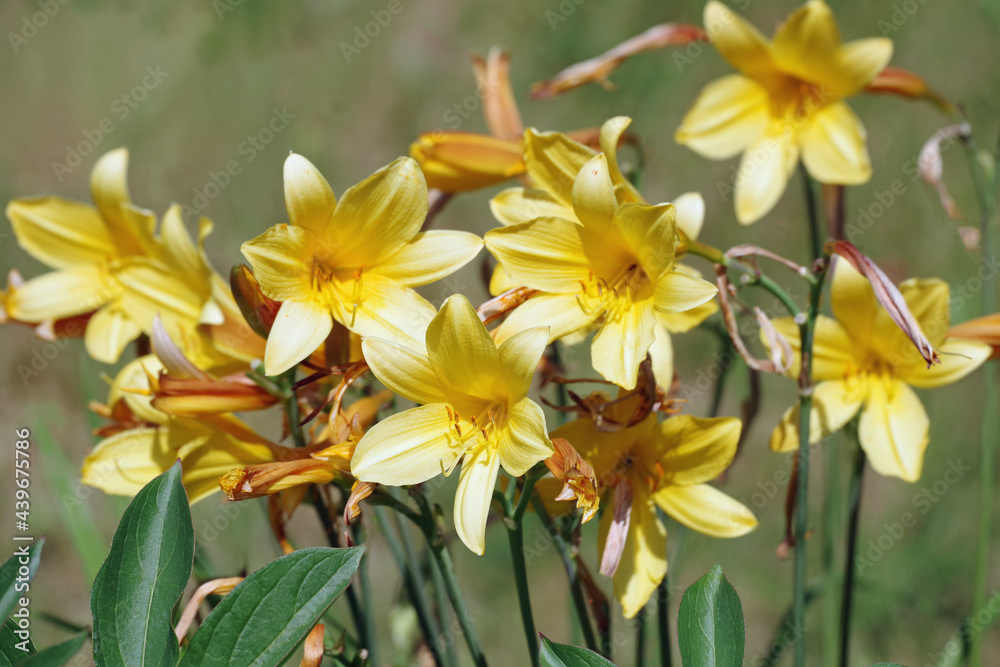 group of yellow lilies blooming in the summer sun on the ground in the garden