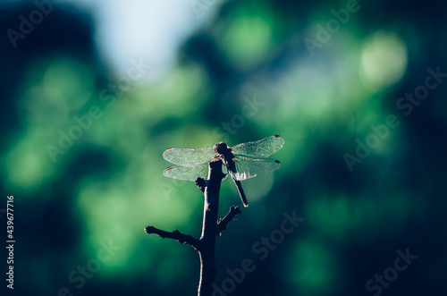 dragonfly insect in sunlight in green background © katarinagondova