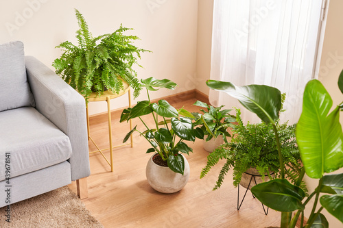 Cozy apartment details with fresh green potted plants photo