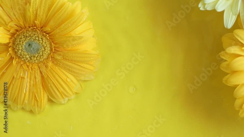 Gerbera daisy flowers on yellow background moving in water with ripples.
