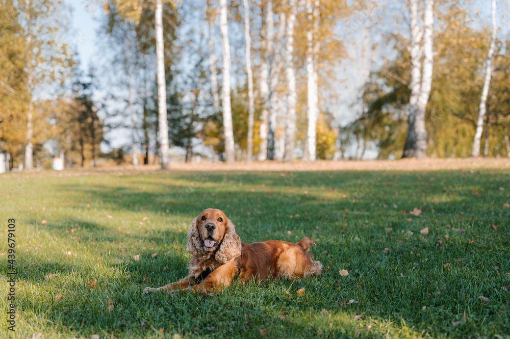 Happy dog resting on lawn in park Happy dog resting on lawn in park