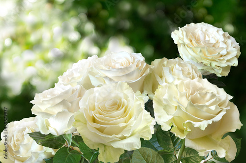 Fototapeta Naklejka Na Ścianę i Meble -  Bouquet of White Roses closeup on a blurred green background