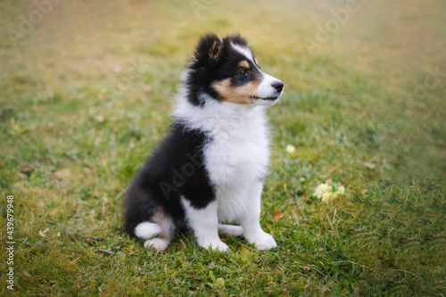 Tricolor Shetland sheepdog puppy dog