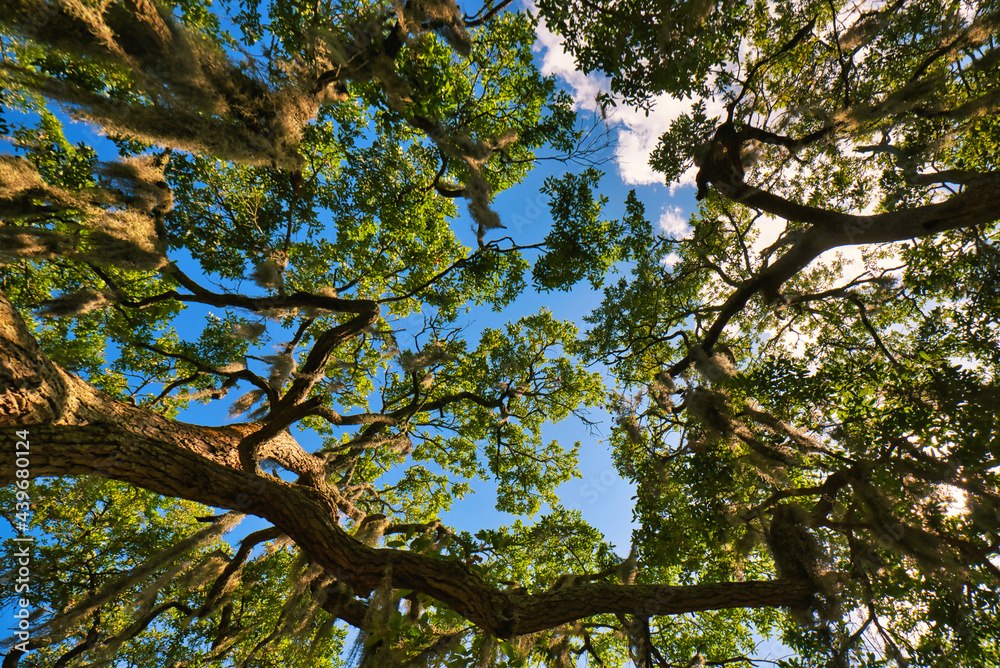 Obraz premium An upward view of live oak trees and a beautiful blue sky.
