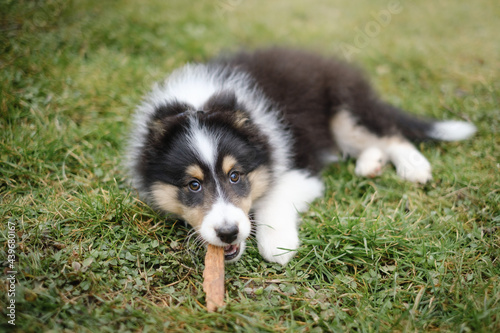 Canvas-taulu Tricolor Shetland sheepdog puppy dog