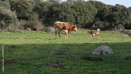 Cow keeping watch with newborn calf in pasture