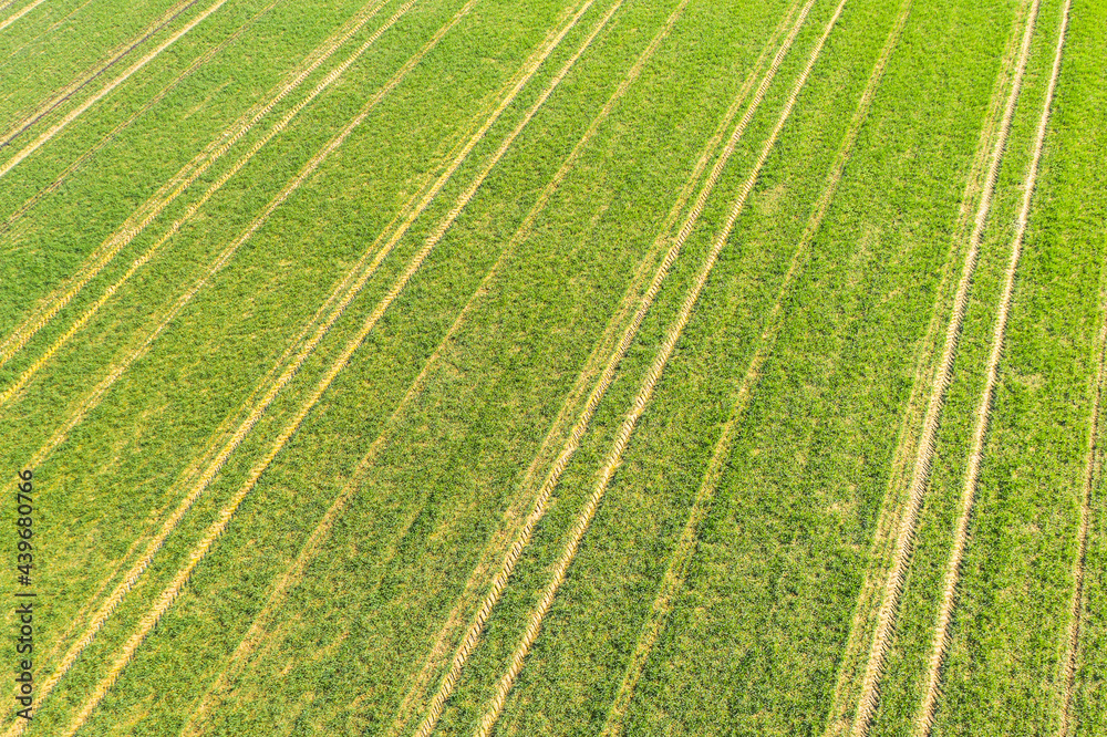 a green farming field with young plants from above