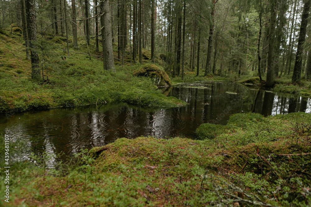 Fototapeta premium Spring forest. Green marsh vegetation