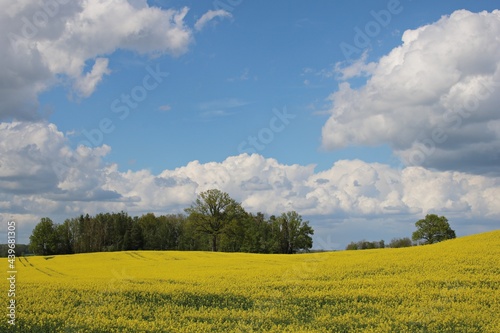 Endless rapeseed fields blooming with bright yellow flowers and cumulus clouds in the blue sky