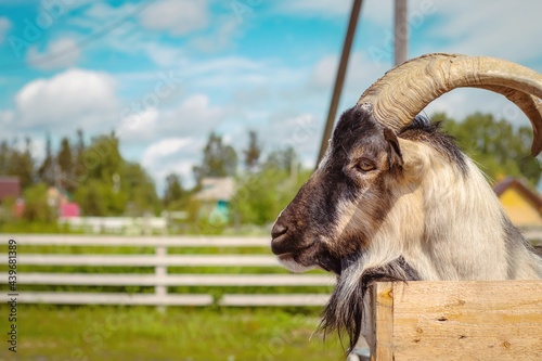 Close-up portrait of a goat on the background of a wooden fence.