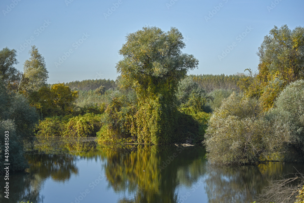Deciduous tree in the wild and autumn with reflection in the water Deciduous tree in the wild and autumn with reflection in the water