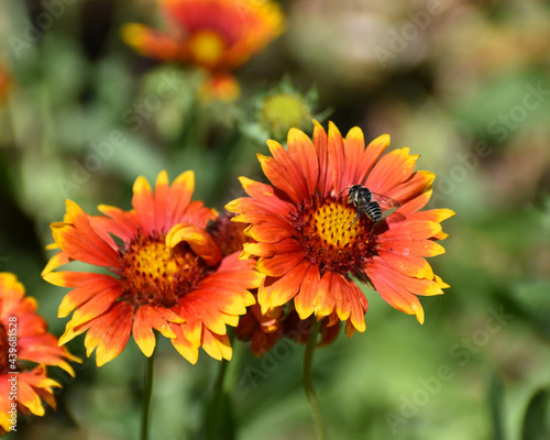 New Ulm  MN USA - 06-14-2021- Blooming rose-ring blanket-flower gaillardia  indian blacket flower firewheel  gaillardia daisy  Gaillardia Pulchella 