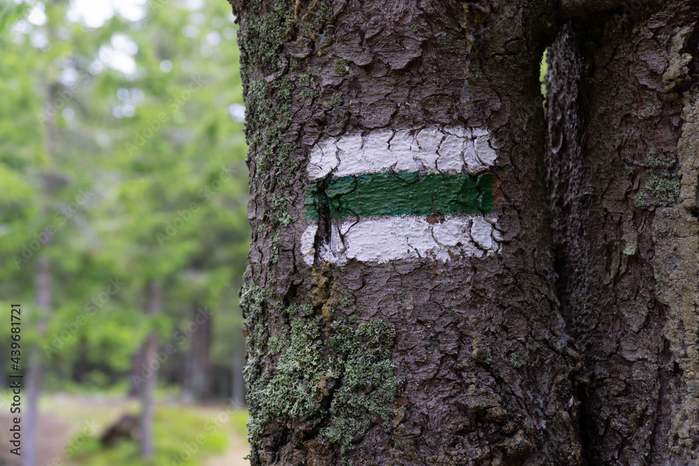Fototapeta premium tourist signpost on the tree in the forest