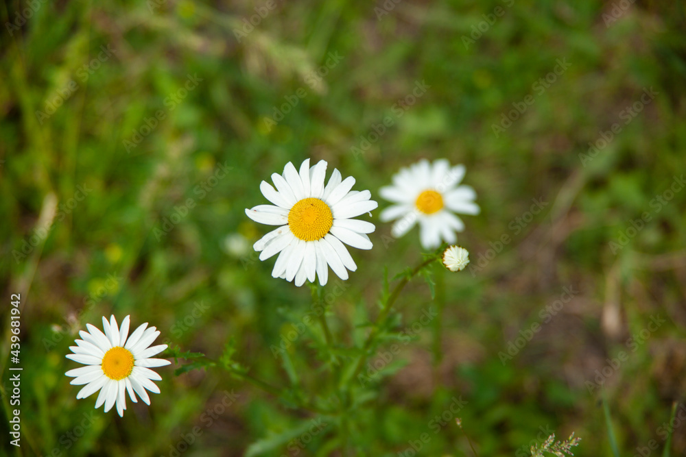 Chamomiles in field on background