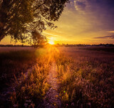 A beautiful summer meadow with blooming wildflowers during the sunrise hours. Summertime scenery of Northern Europe.