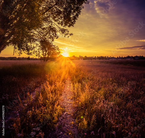 A beautiful summer meadow with blooming wildflowers during the sunrise hours. Summertime scenery of Northern Europe.