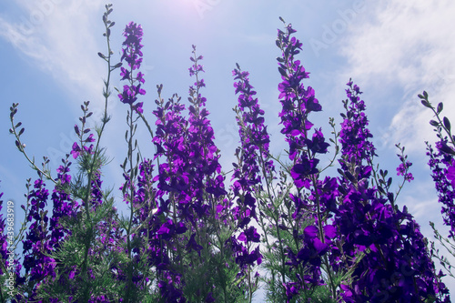 purple sage flowers against a blue sky bottom view