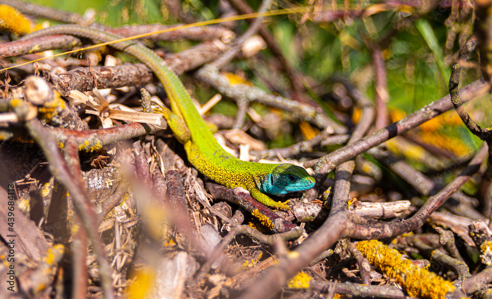 Obraz premium Green european lizard Lacerta viridis portrait in nature