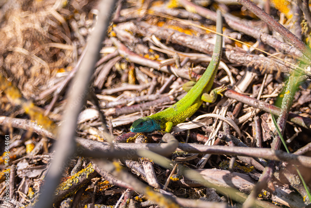 Green european lizard Lacerta viridis portrait in nature