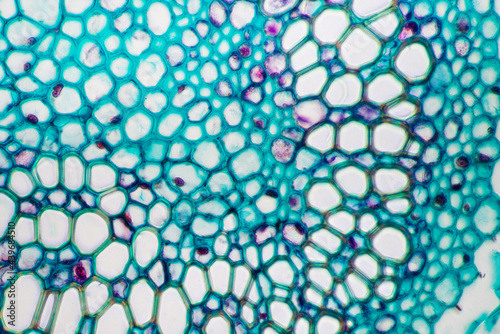 Japanese flowering fern rhizome petiole plant cells