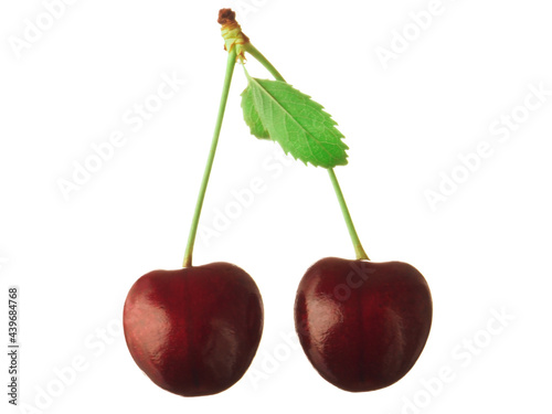 Close-up two cherries on a branch with leaves isolated on white background