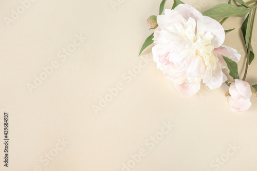 Large beige-pink peony flower on light paper background with space for text. Image for design of greeting cards on theme of wedding, Mother's Day, birthday and other greetings © LariBat