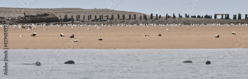 Seals at the south end of Walney, Cumbria, England, UK photo