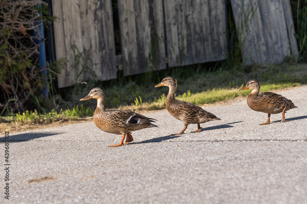 Drei Wildenten unterwegs - Jungfamilie Drei Wildenten unterwegs - Jungfamilie