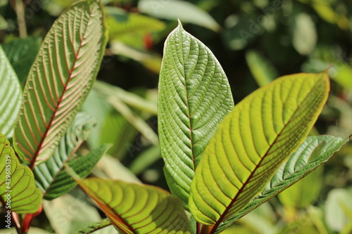 Kratom or Mitragyna speciosa plant in wild