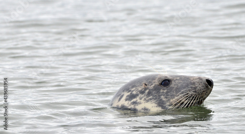 Seals at the south end of Walney, Cumbria, England, UK