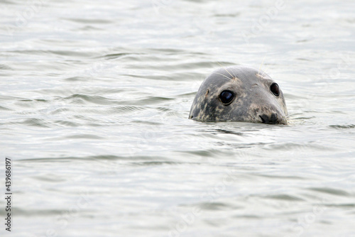 Seals at the south end of Walney, Cumbria, England, UK